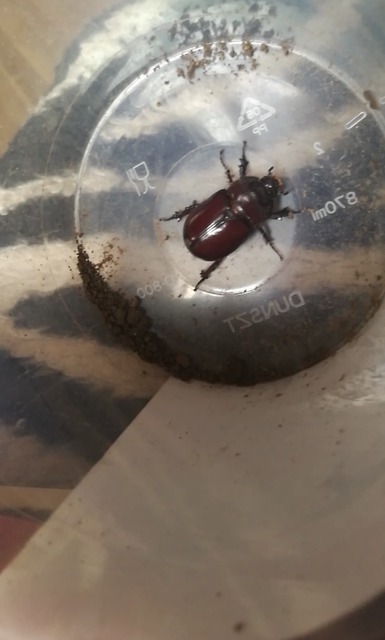 Oryctes nasicornis - orrszarvú bogár