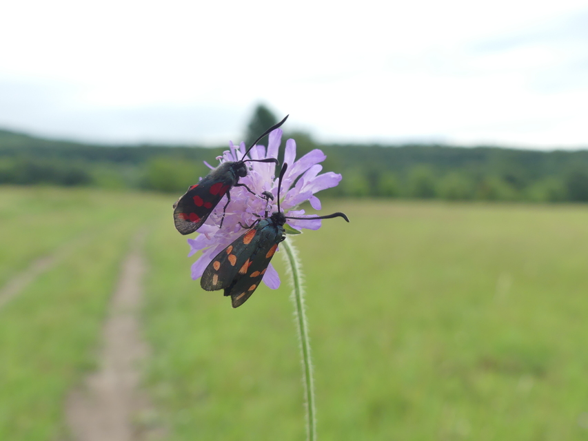 Zygaena filipendulae - acélszínű csüngőlepke