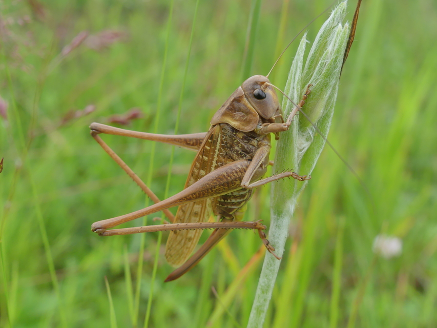 Decticus verrucivorus - szemölcsevő szöcske