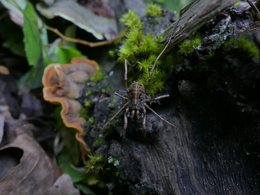 Zachaeus crista