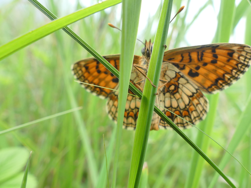 Melitaea athalia - közönséges tarkalepke