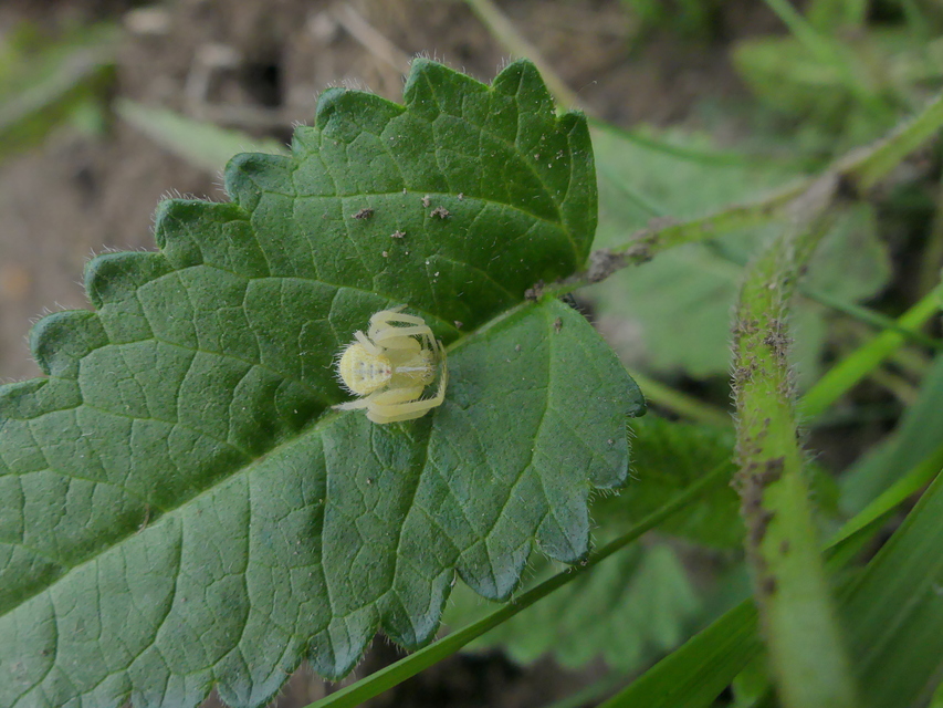 Heriaeus
