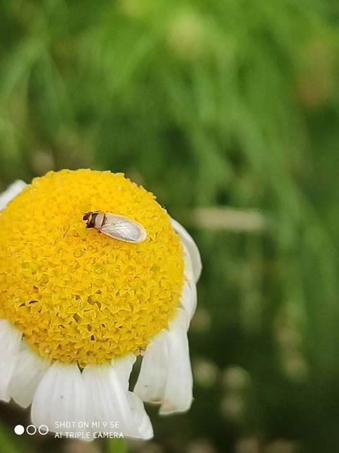 Oxycarenus pallens - fakó bodobács