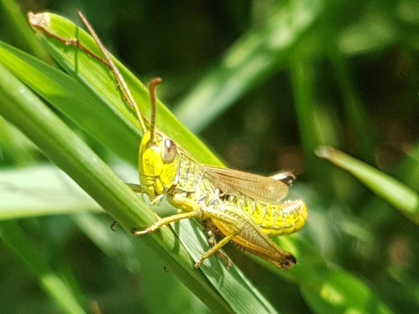Pseudochorthippus parallelus - közönséges rétisáska