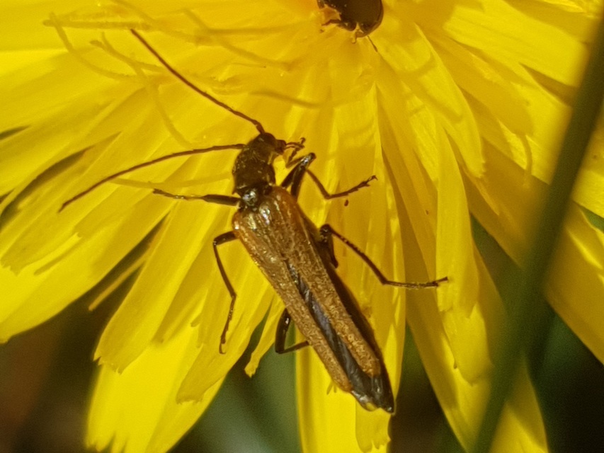 Oedemera femorata - sárgahátú álcincér