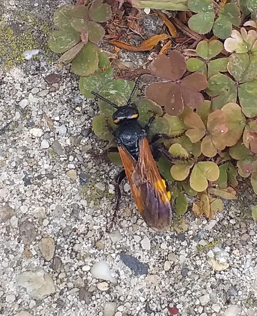 Scolia fusciformis - mediterrán tőrösdarázs