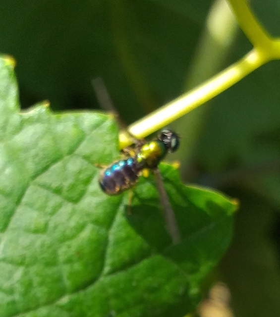 Chloromyia