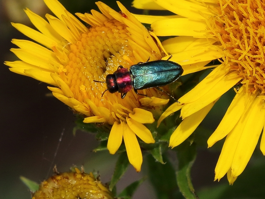 Anthaxia signaticollis - keleti virágdíszbogár
