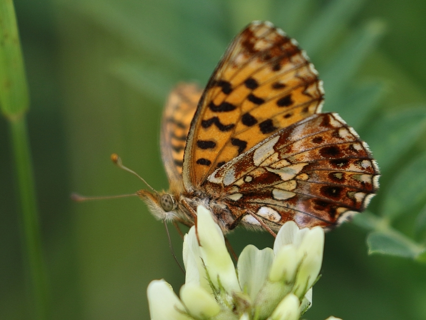 Boloria dia - kis gyöngyházlepke