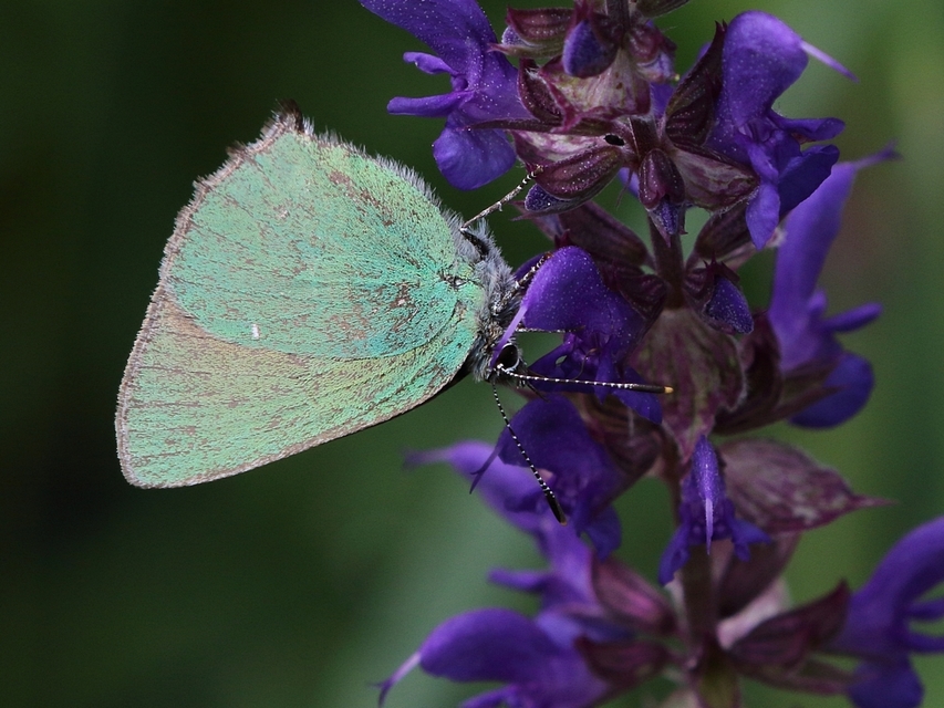 Callophrys rubi - zöldfonákú lepke