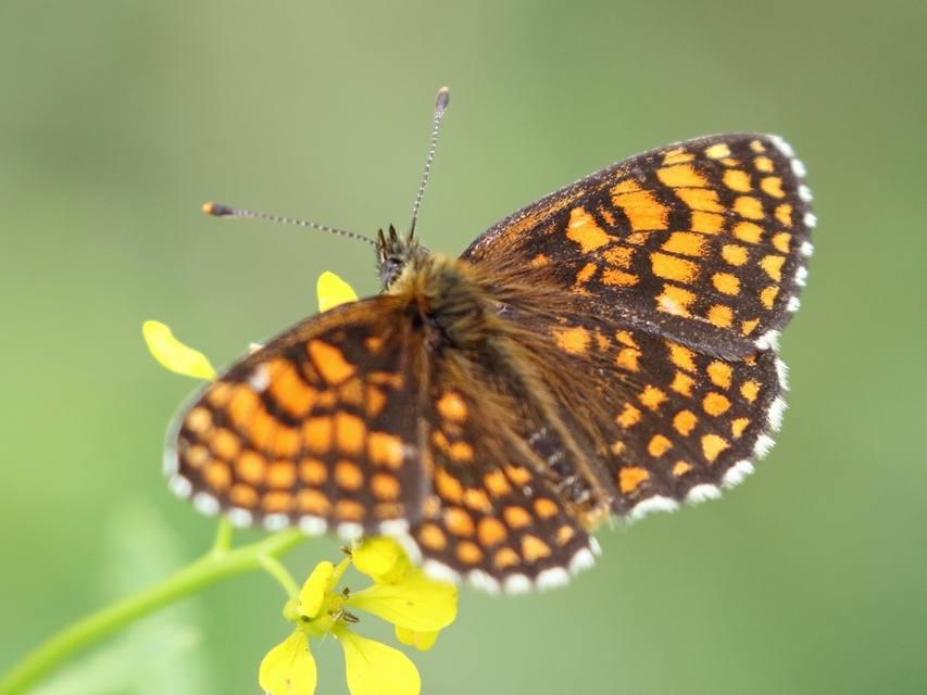 Melitaea athalia - közönséges tarkalepke