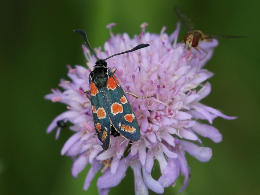 Zygaena carniolica - fehérgyűrűs csüngőlepke