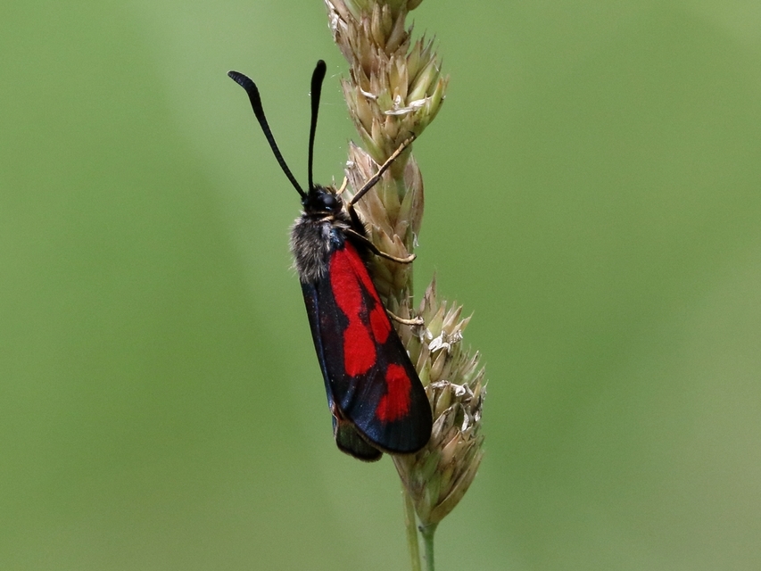 Zygaena loti - közönséges csüngőlepke