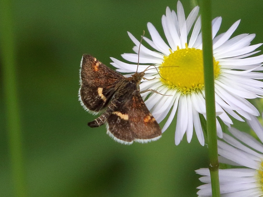 Pyrausta obfuscata - félholdas kormosmoly