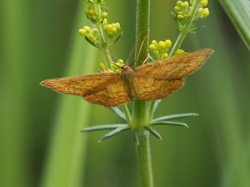 Idaea rufaria - vörhenyes sávosaraszoló