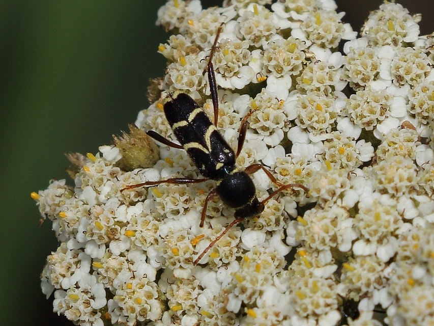 Clytus rhamni - benge-darázscincér
