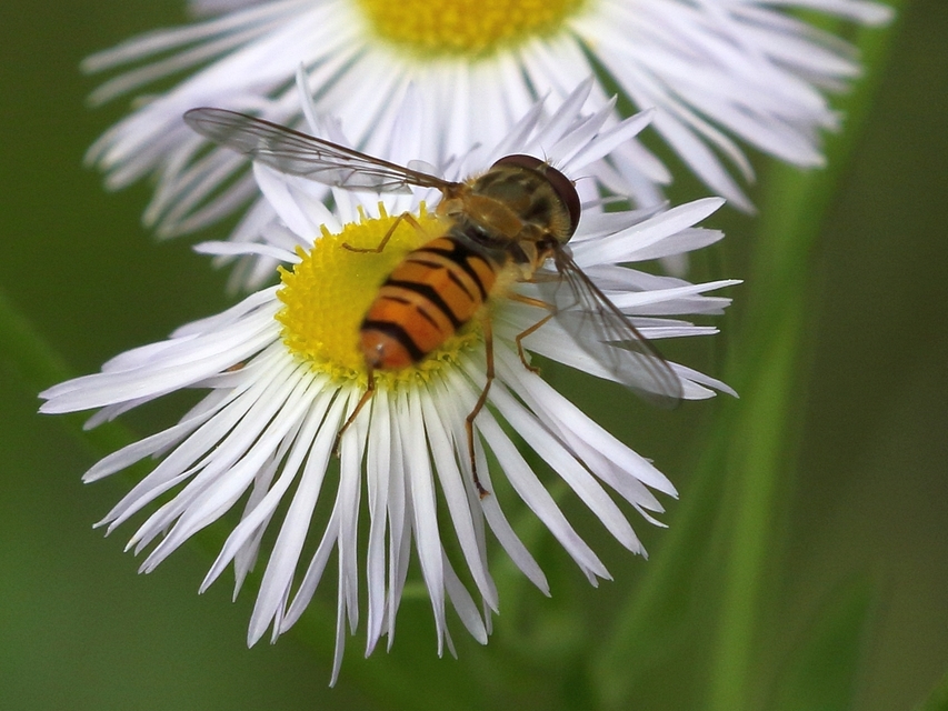 Episyrphus balteatus - ékfoltos zengőlégy