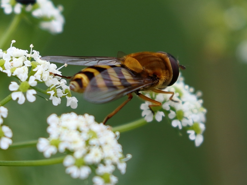Syrphus
