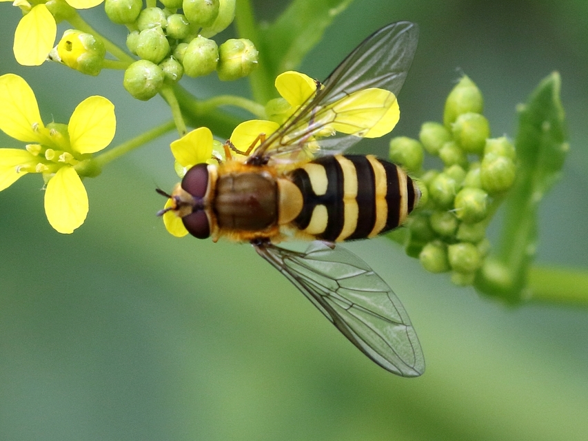 Syrphus