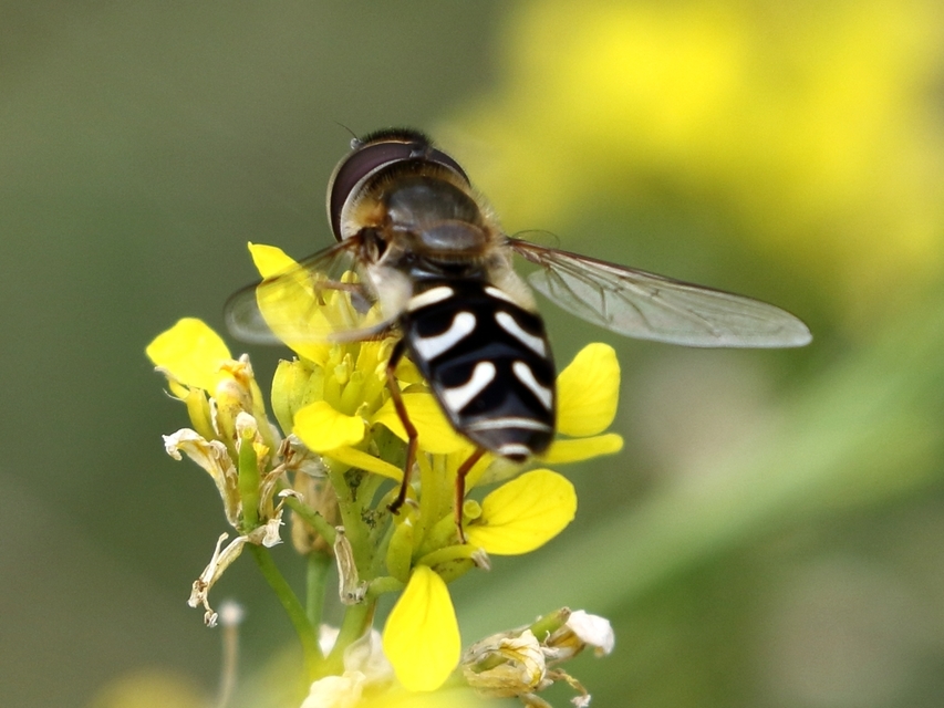 Scaeva pyrastri - gyakori nagyhomlokúlégy