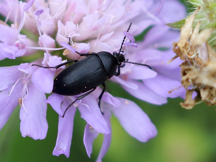 Podonta nigrita - szerecsenbogár