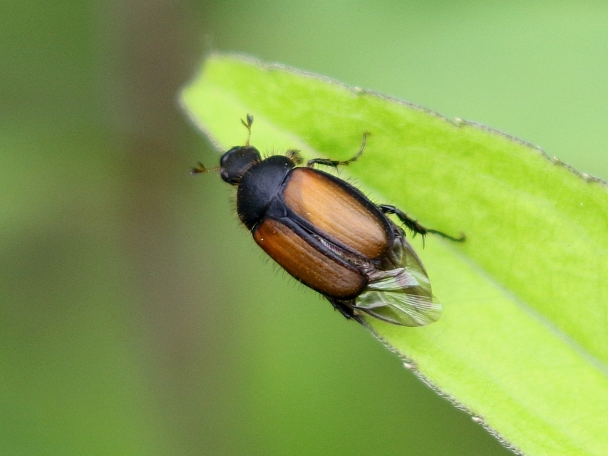 Omaloplia nigromarginata - szegélyes kiscserebogár