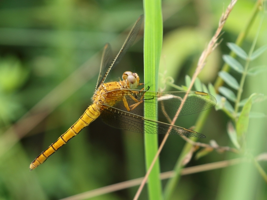 Orthetrum coerulescens - karcsú pásztorszitakötő