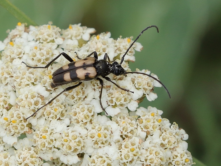 Pachytodes erraticus - rajzos virágcincér