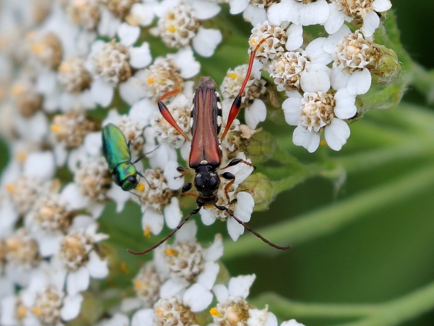Stenopterus rufus - tarkacsápú keskenyfedőscincér