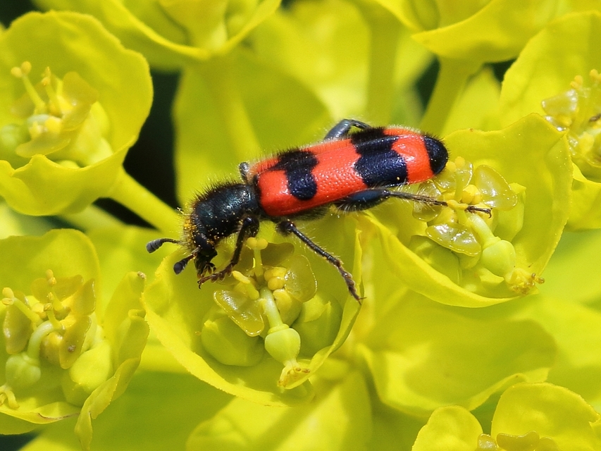 Trichodes apiarius - szalagos méhészbogár