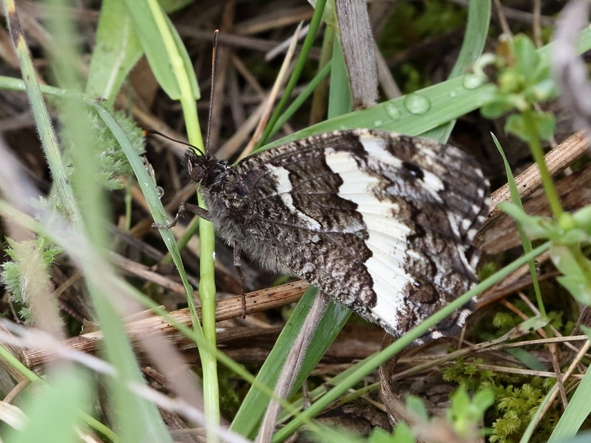 Brintesia circe - fehéröves szemeslepke