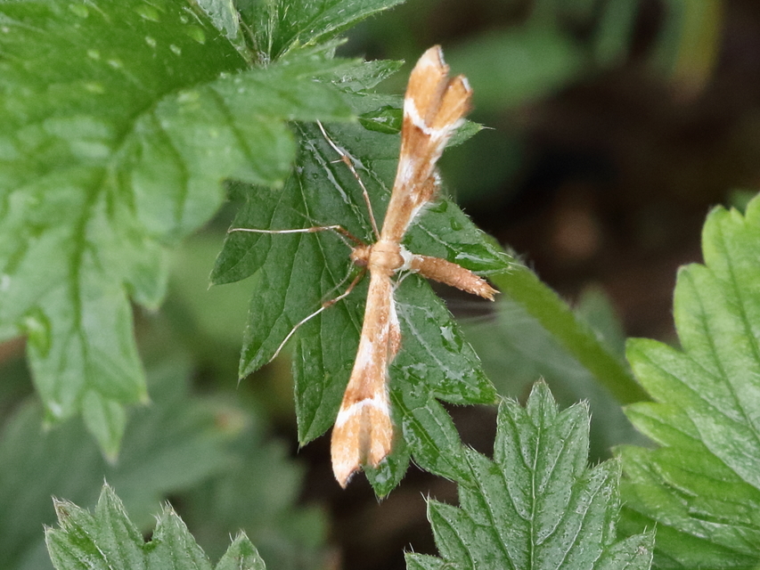 Cnaemidophorus rhododactyla - rózsabogyó-tollasmoly
