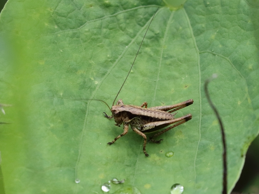 Pholidoptera griseoaptera - szürke avarszöcske