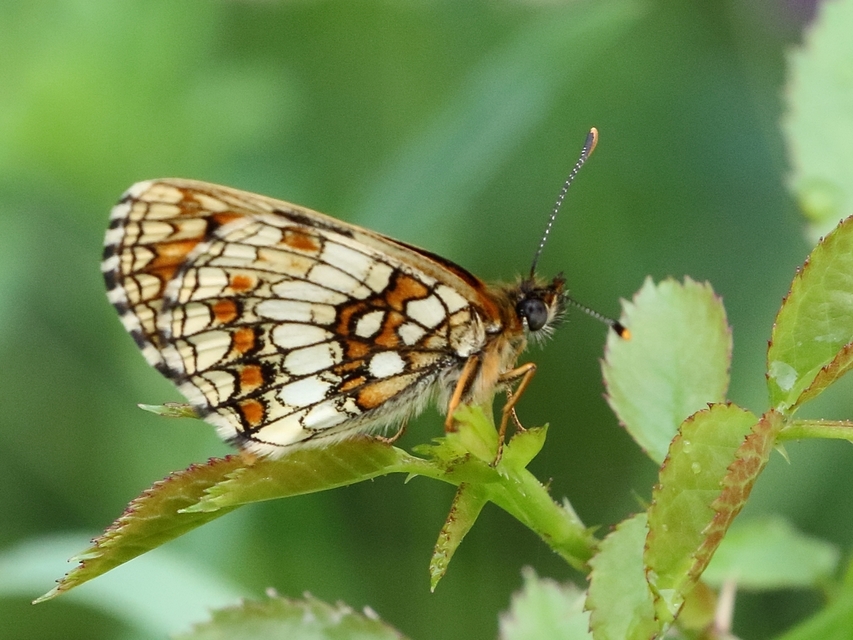 Melitaea athalia - közönséges tarkalepke