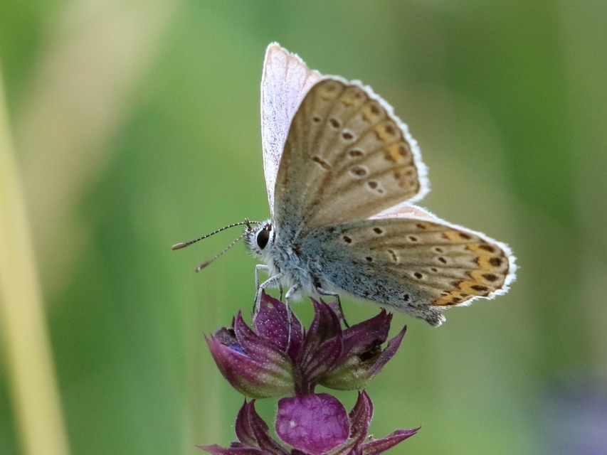 Plebejus argyrognomon - tintakék boglárka