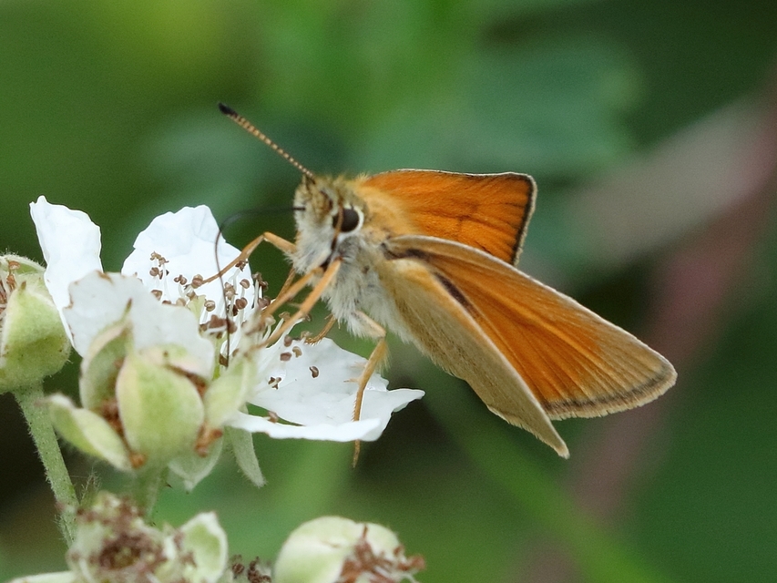 Thymelicus lineola - vonalas busalepke