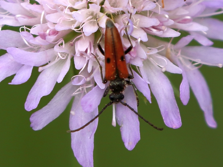 Vadonia unipunctata - kétpettyes virágcincér