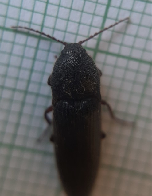 Melanotus
