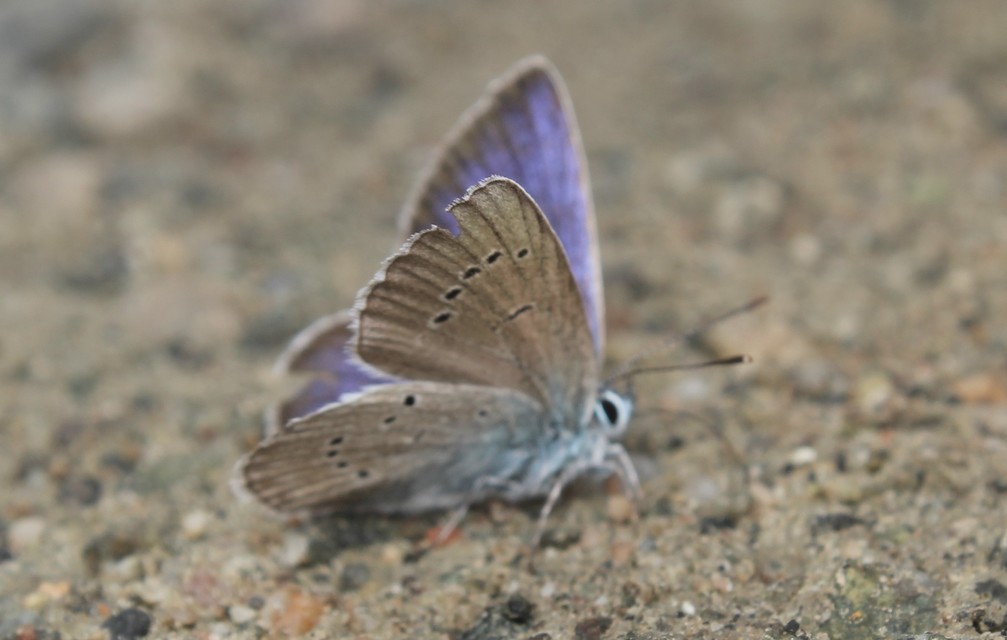 Cyaniris semiargus - aprószemes boglárka