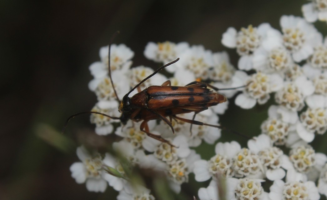 Stenurella septempunctata - hétpettyes karcsúcincér