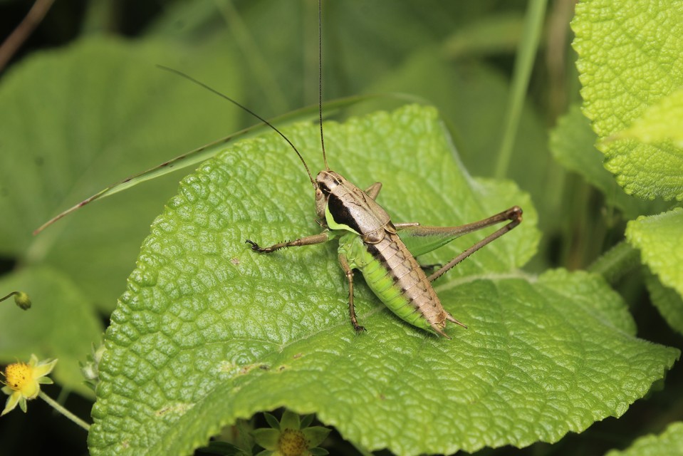 Pholidoptera littoralis - bujkáló avarszöcske
