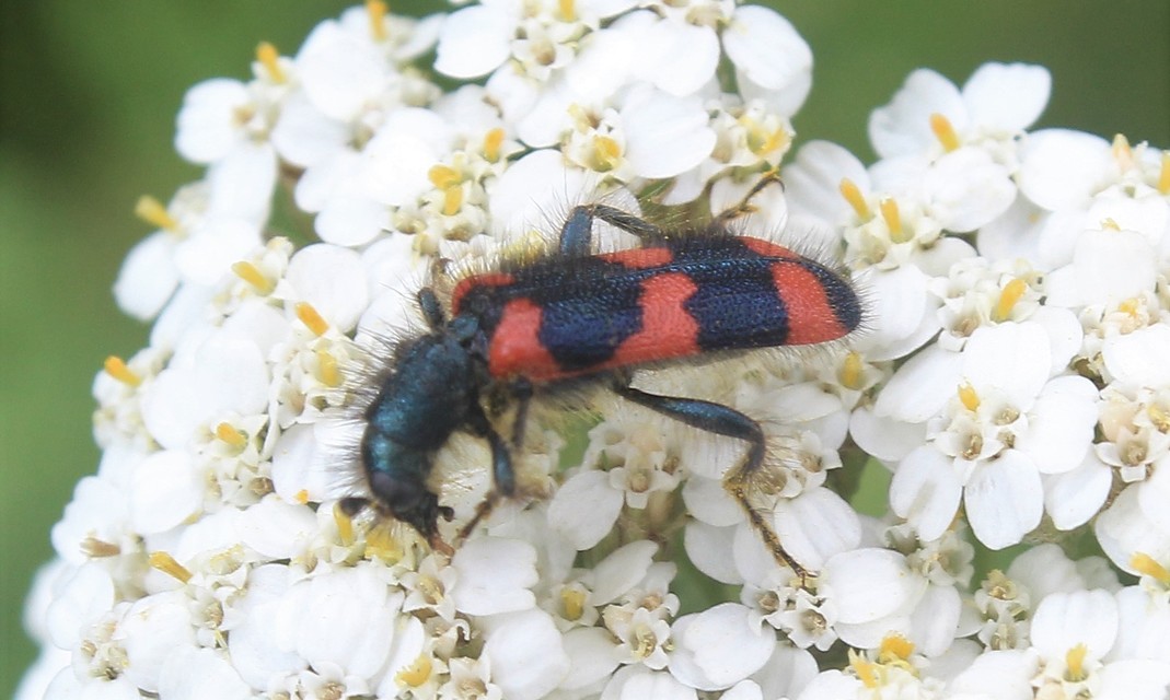 Trichodes favarius - hatfoltos méhészbogár