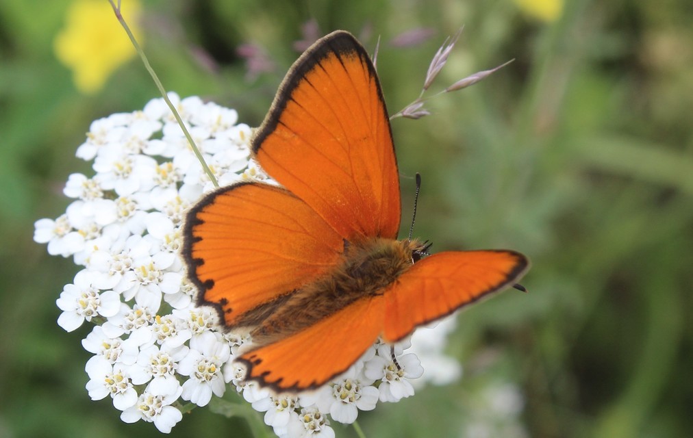 Lycaena virgaureae - arany-tűzlepke