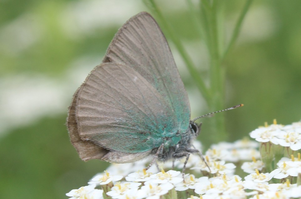 Callophrys rubi - zöldfonákú lepke