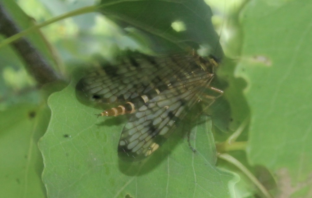 Panorpa hybrida