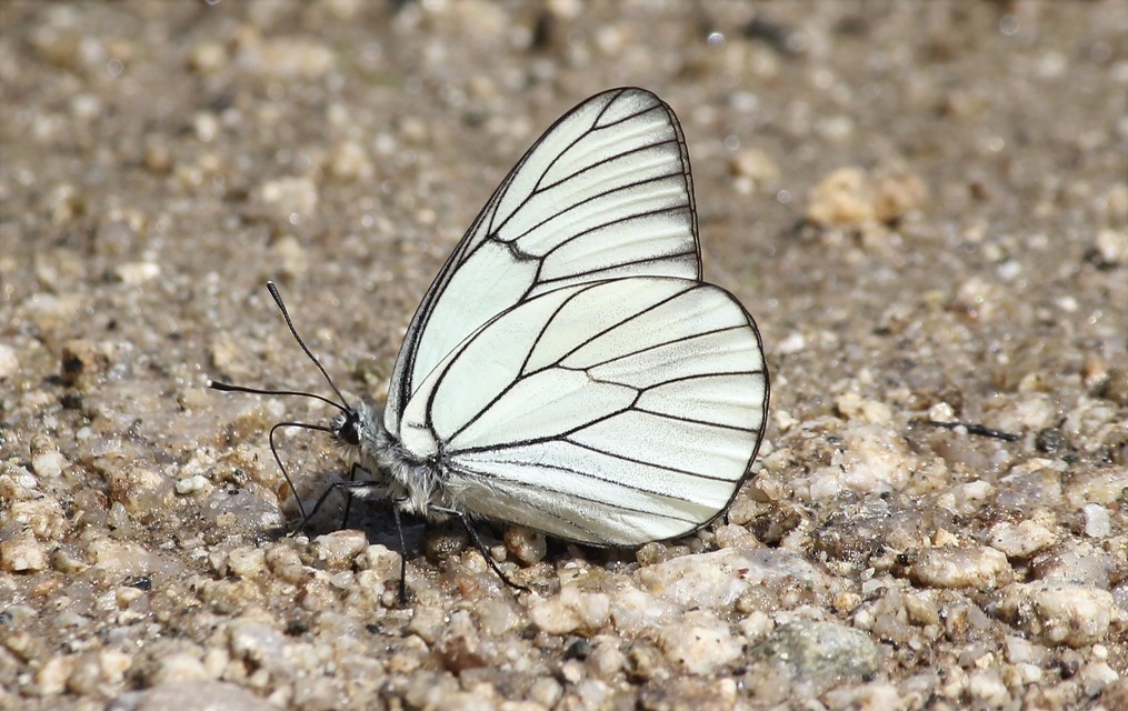 Aporia crataegi - galagonyalepke