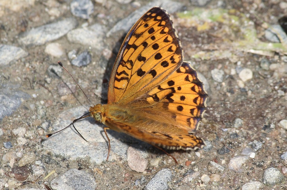 Argynnis aglaja - kerekfoltú gyöngyházlepke