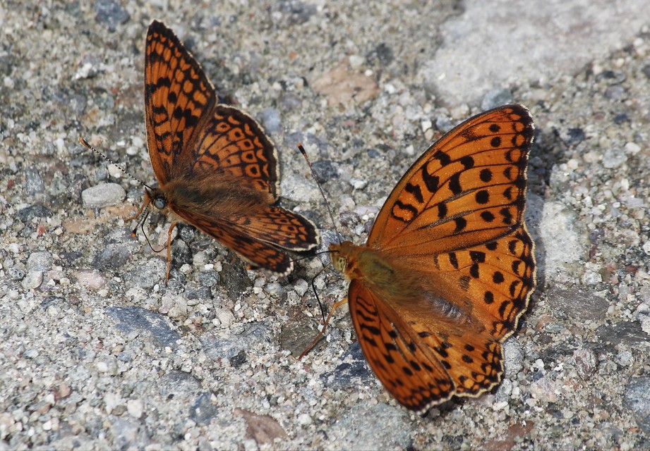 Argynnis adippe - ezüstös gyöngyházlepke