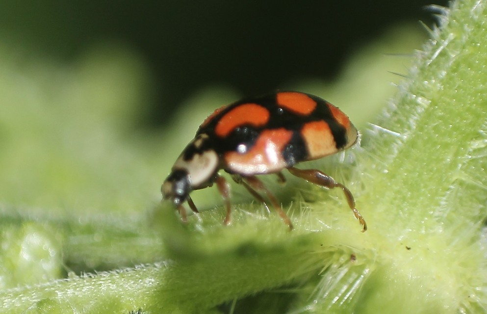 Adalia decempunctata - tízpettyes katica