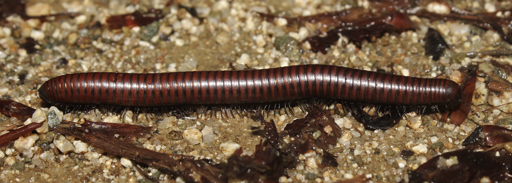 Pachyiulus hungaricus